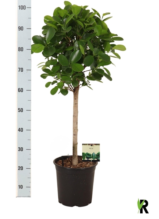 <h4>FIC MI MOCLAME</h4>