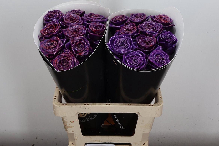 <h4>R Wx (rn) Paars</h4>