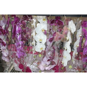 PHALAENOPSIS CASCATA P15 MIN 14 FLS