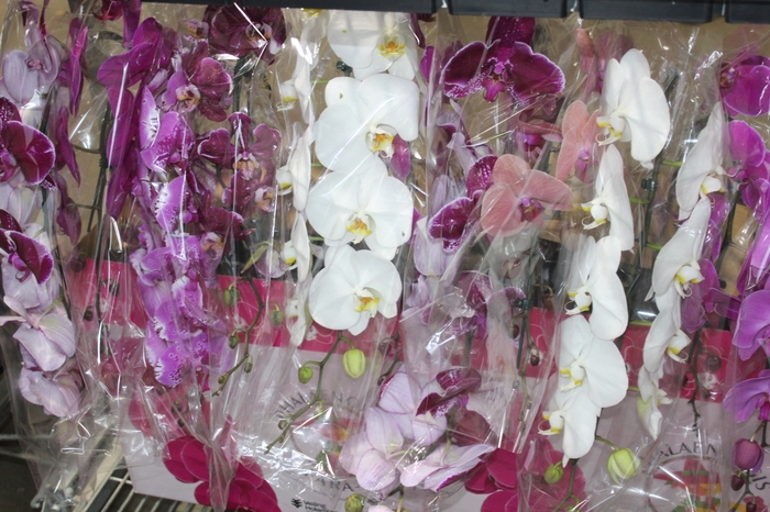 PHALAENOPSIS CASCATA P15 MIN 14 FLS