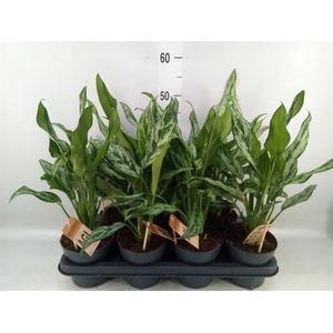 Aglaonema   ...