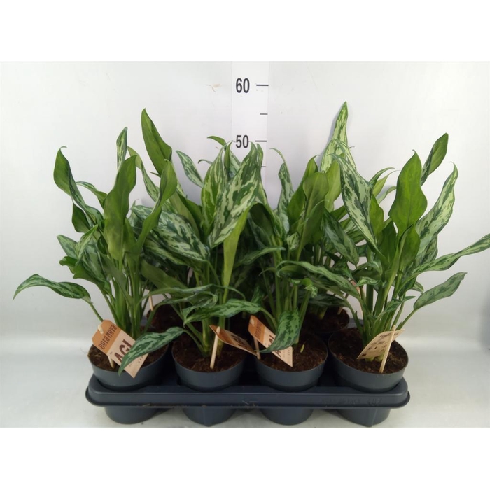<h4>Aglaonema   ...</h4>