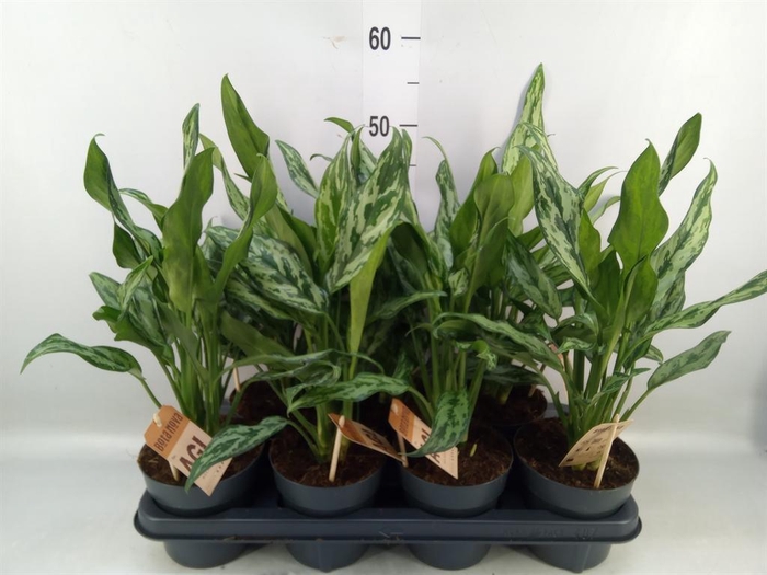 <h4>Aglaonema ...</h4>