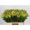 Leucadendron Goldstrike
