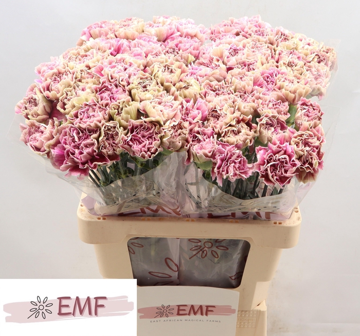 <h4>DI ST ANTIGUA</h4>