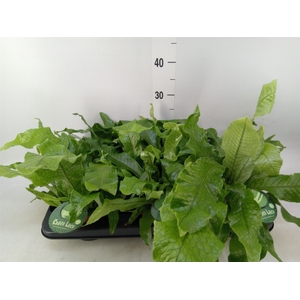 Microsorum musifolium 'Crocodyllus'