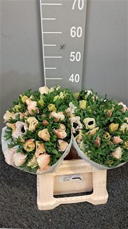 <h4>Anem Mistral White</h4>