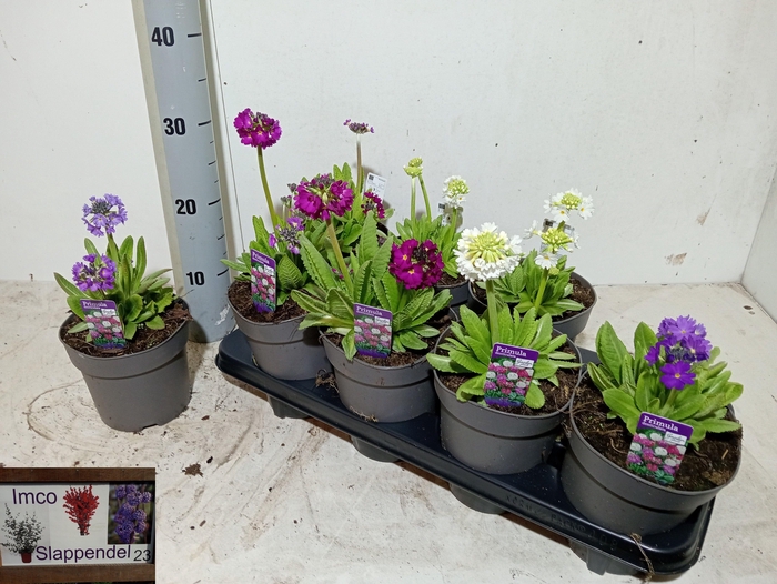 <h4>PRIM DENTICULATA</h4>