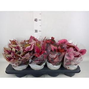 Begonia BD 'Beleaf'   ...mix