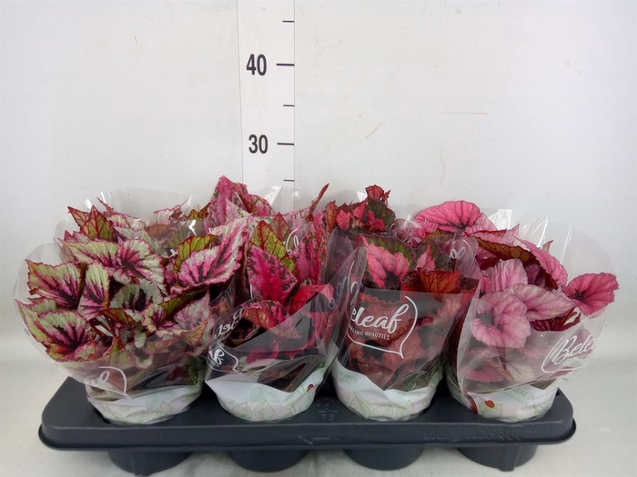 <h4>Begonia BD 'Beleaf'   ...mix</h4>