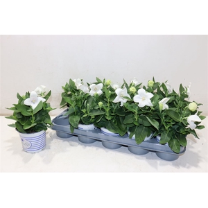 Platyco Gr Pst White