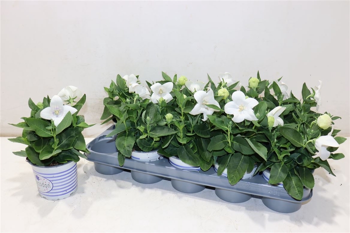 <h4>Platyco Gr Pst White</h4>