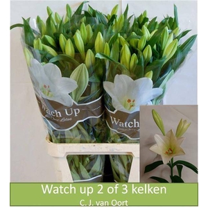LI LF WATCH UP 2BL