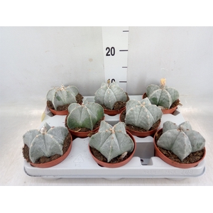 Astrophytum myriostigma