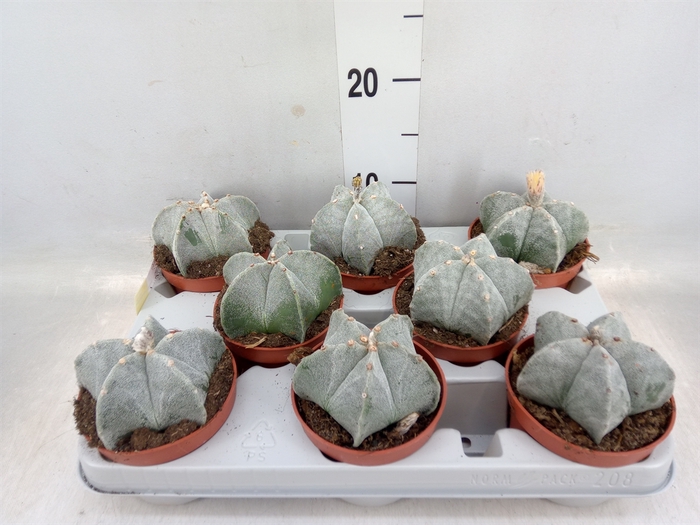 <h4>Astrophytum myriostigma</h4>