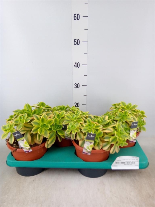 <h4>Aeonium   ...</h4>