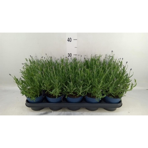 Lavandula angus. 'Felice'