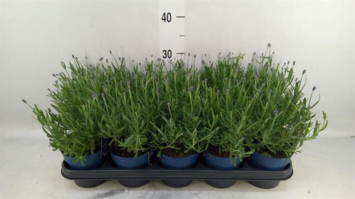 <h4>Lavandula angus. 'Felice'</h4>