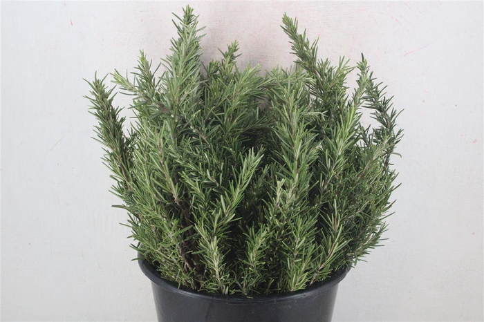 <h4>Rozemarijn P Bunch</h4>