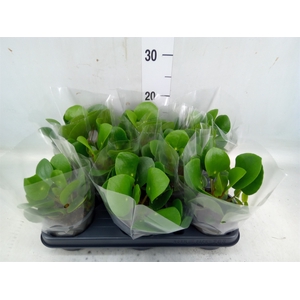 Pilea peperomoides