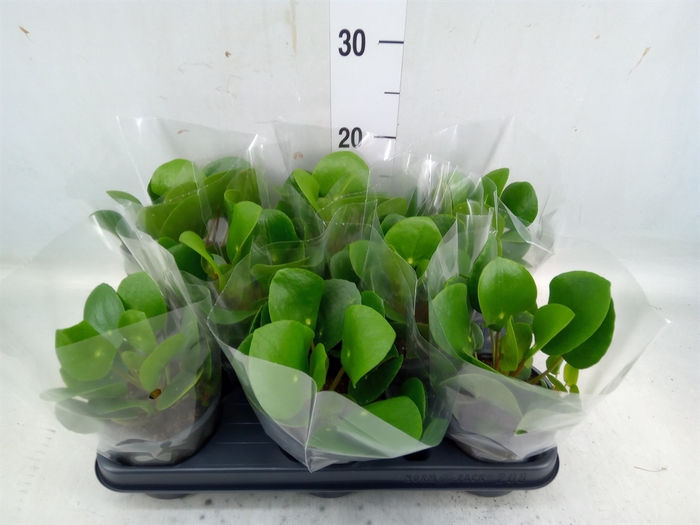 <h4>Pilea peperomoides</h4>