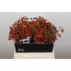 Rozenbottel Autumn Rosefruits
