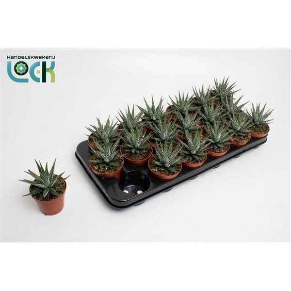 <h4>Haworthia Big Band</h4>