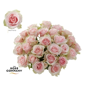 Rosa a grande fleur Frutteto