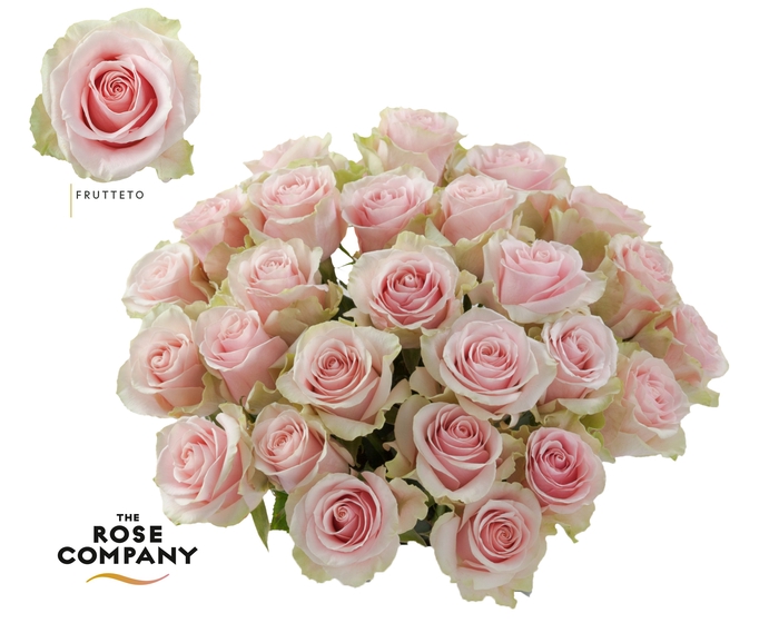 <h4>Rosa a grande fleur Frutteto</h4>