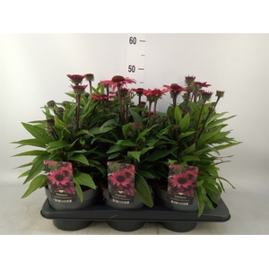 Echinacea   ...