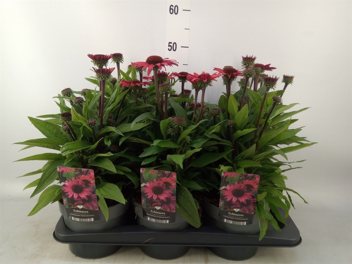 <h4>Echinacea   ...</h4>