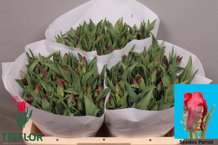 <h4>TU PA SEADOV PARROT</h4>