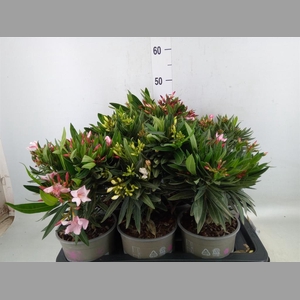 Nerium oleander   ...