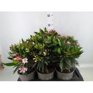 Nerium oleander   ...