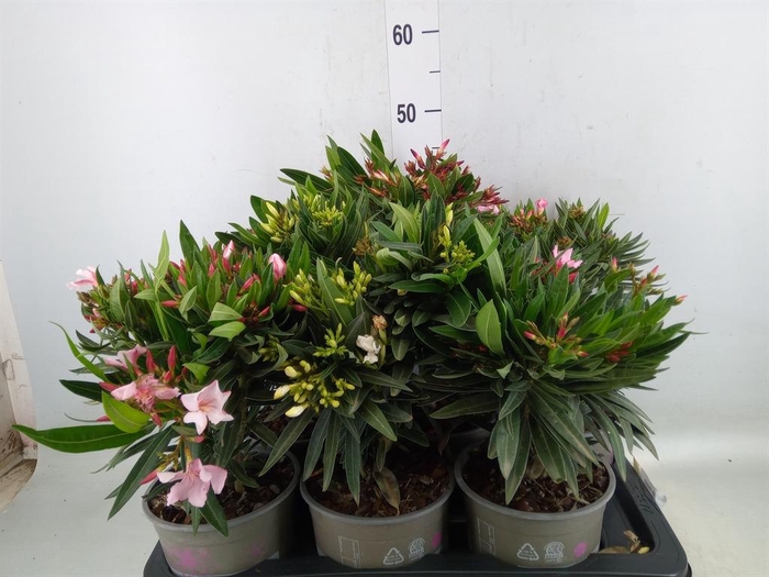 <h4>Nerium oleander   ...</h4>