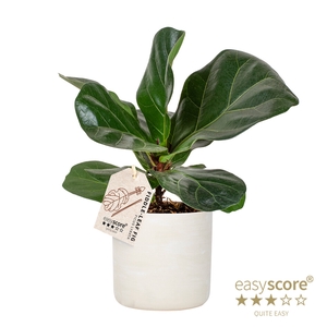 FICUS LYRATA P12 RAW GREY