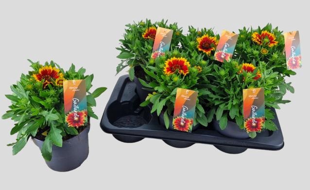 <h4>GAIL ARIZONA SUN</h4>