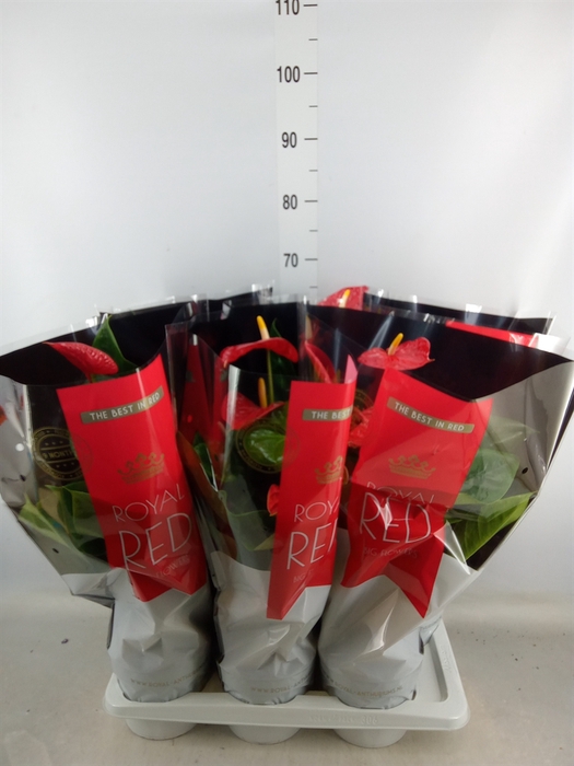 <h4>Anthurium andr. 'Madural'</h4>