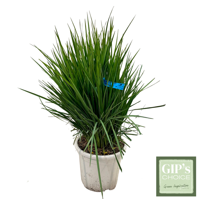 <h4>Dianella 'Revoluta Coolvista' Clt10</h4>