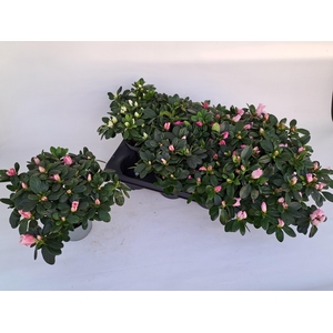 RHODO SI V GEM 3 SRT