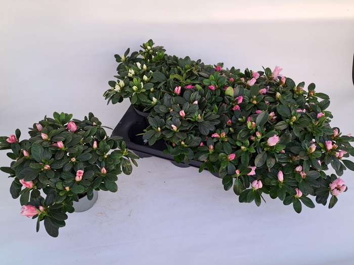 <h4>RHODO SI V GEM 3 SRT</h4>