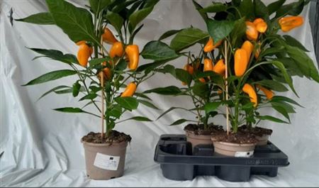 <h4>Groenteplanten Paprika (Capsicum annuum)</h4>