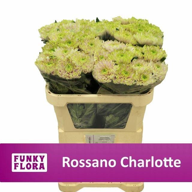 <h4>CHR G ROSSANO CHARLOTTE 80 GR.</h4>