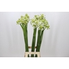 Ornithogalum Saundersiae