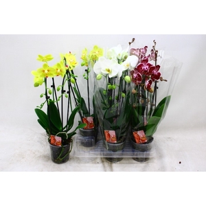 PHAL EL CASCADE