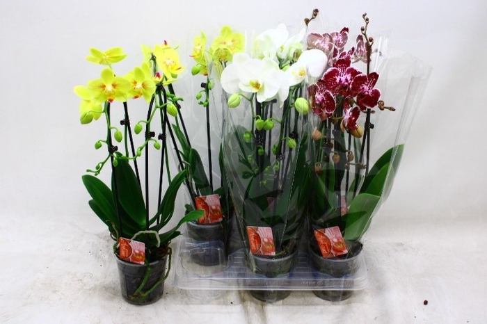 <h4>PHAL EL CASCADE</h4>