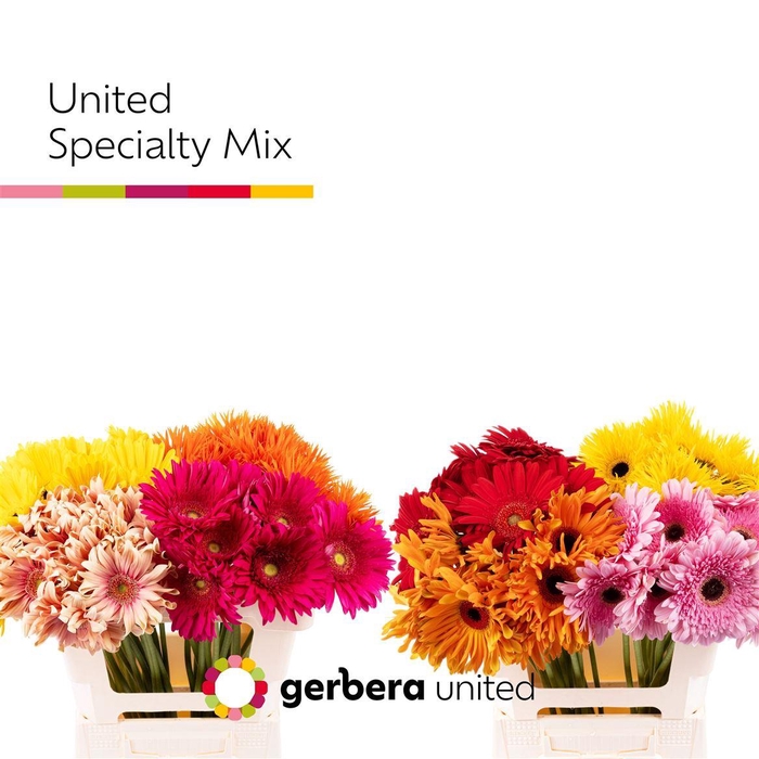 <h4>Ge Gr Specialty Mix</h4>