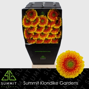 Ge Mi Ariba Diamond Summit