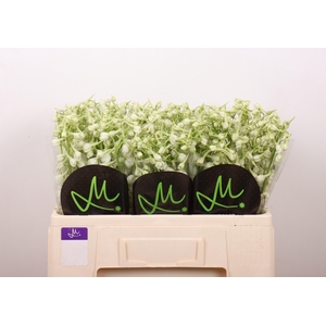 DELPH EN BE AN WHITE