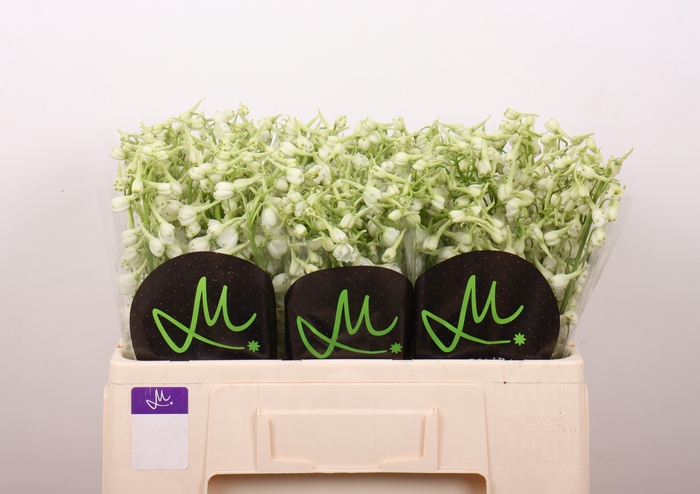 <h4>DELPH EN BE AN WHITE</h4>